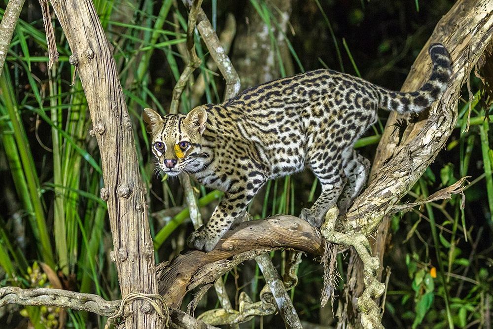 Brazil-Pantanal Ocelot on tree branch